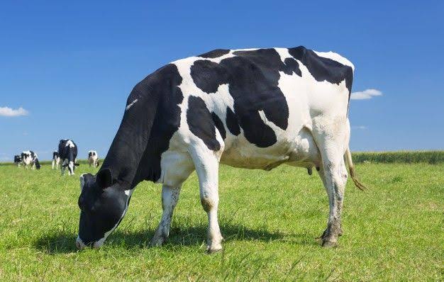 New Zealand High-Solids Dairy Pasture