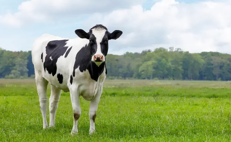 Dairy Cow Welfare